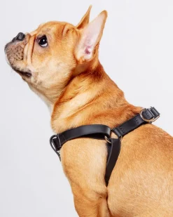 Walk in the Park Waterproof Dog Harness in Black (Made in the USA)