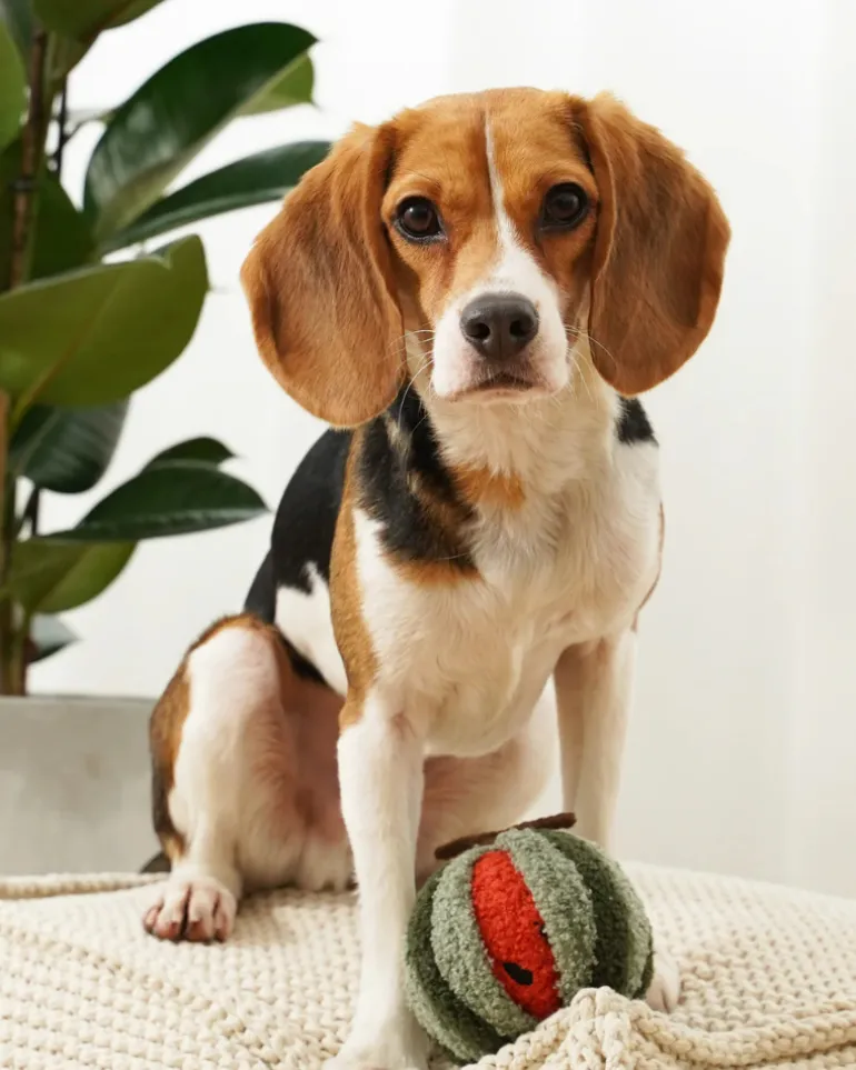 Watermelon Pop Snuffle Squeaky Plush Toy for Dogs