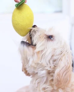 Wool Lemon Dog Toy