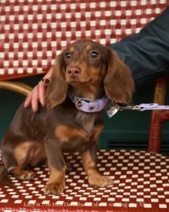 You Mean The World To Me Dog Collar in Lilac
