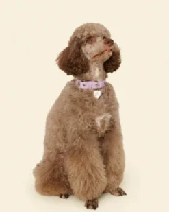 You Mean The World To Me Dog Collar in Lilac