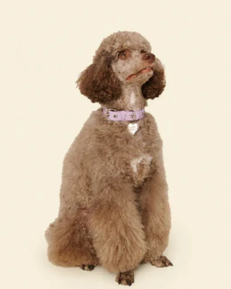 You Mean The World To Me Dog Collar in Lilac