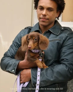 You Mean The World To Me Dog Collar in Lilac