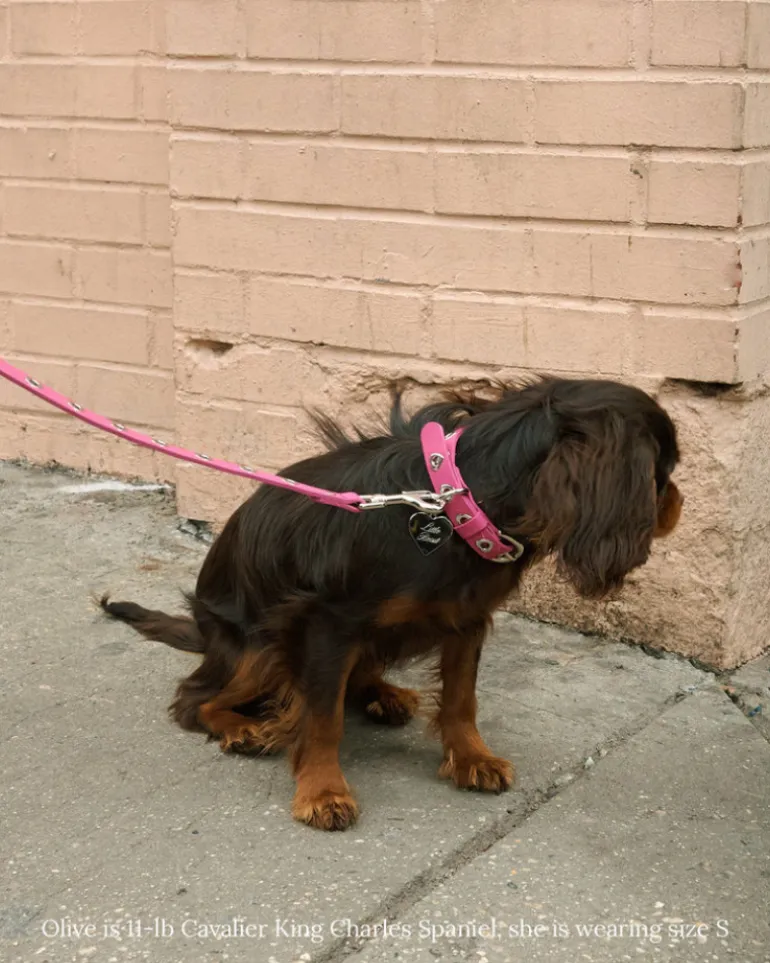 You Mean The World To Me Dog Collar in Peony