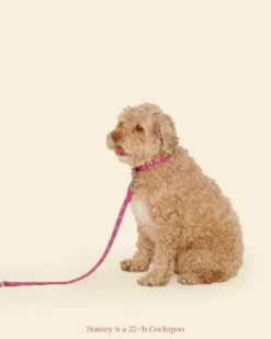 You Mean the World To Me Dog Leash in Peony