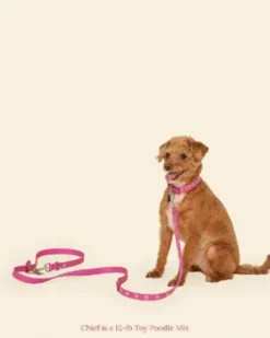 You Mean the World To Me Dog Leash in Peony