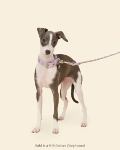 You Mean the World To Me Dog Leash in Lilac