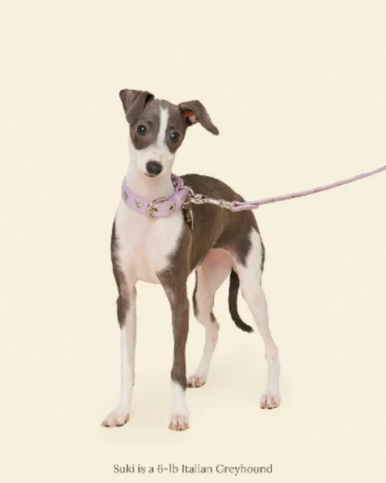 You Mean the World To Me Dog Leash in Lilac