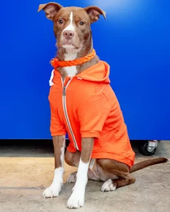 Zip-Up Dog Hoodie in Orange (FINAL SALE)